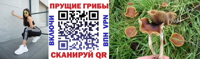 Галлюциногенные грибы Psilocybe Ессентуки